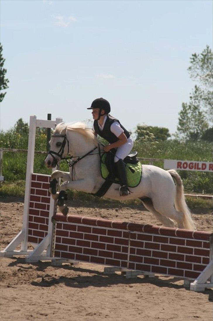 Welsh Mountain (sec A) Fakla Admiral  ;(solgt): billede 18