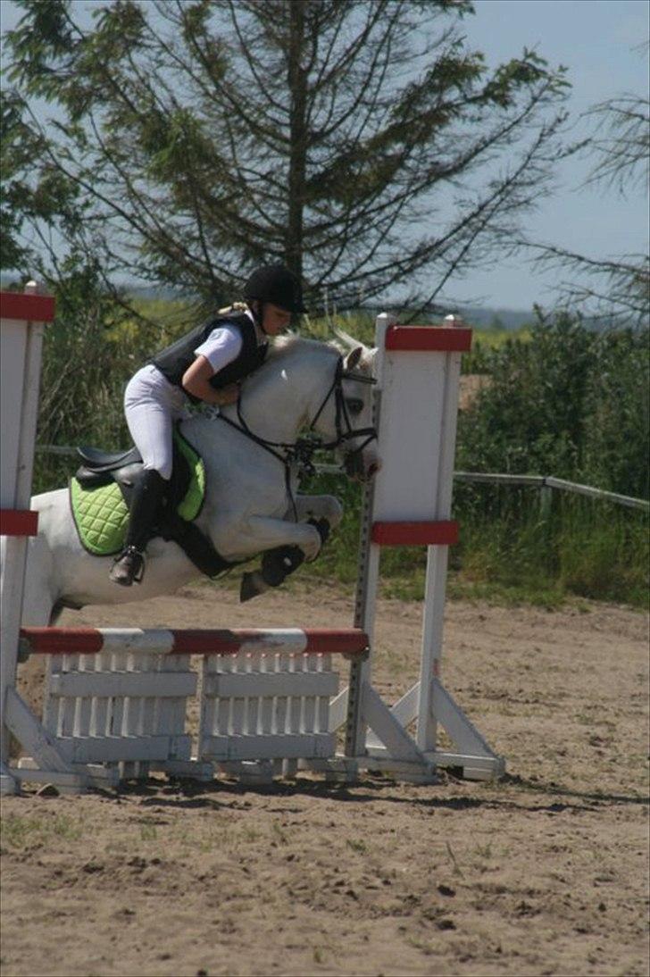 Welsh Mountain (sec A) Fakla Admiral  ;(solgt): billede 19