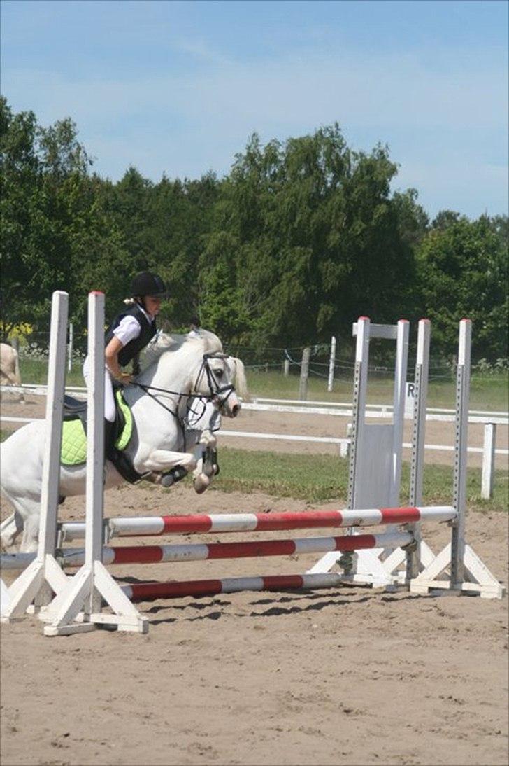 Welsh Mountain (sec A) Fakla Admiral  ;(solgt): billede 20