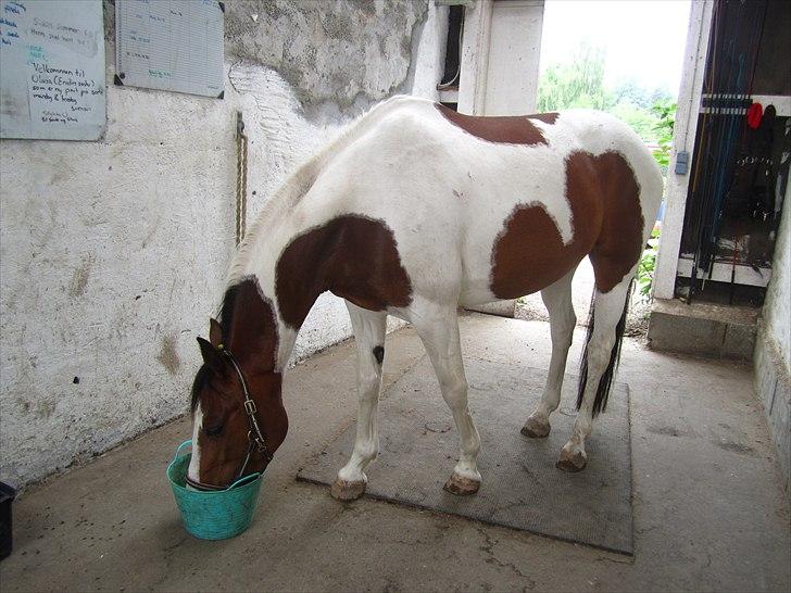 Anden særlig race Bess billede 12