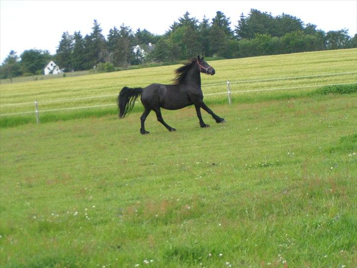 Frieser Lysbert B - ja ja, selv om man skal fole om en månedstid kan man da godt flytte fusserne billede 3