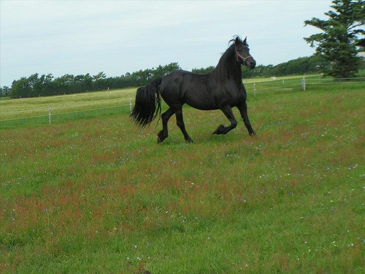 Frieser Lysbert B billede 4