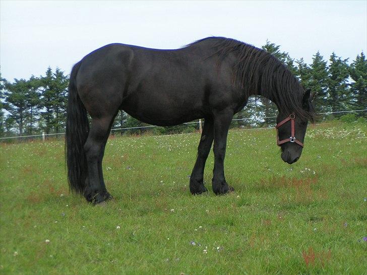 Frieser Lysbert B - Hygge på folden foling om 1 månedstid billede 2
