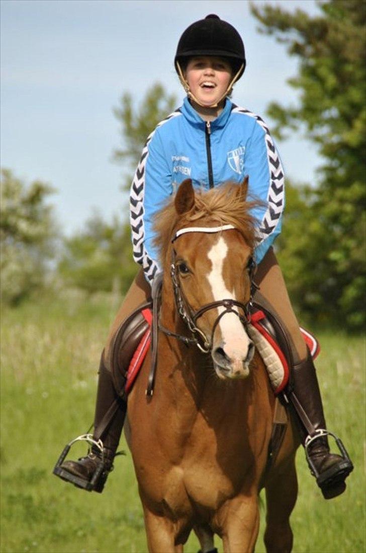 Hollandsk Sportspony Rocko<3A-PONY!!<3 - Ponyen der gør mig stolt hver dag!!:* billede 9