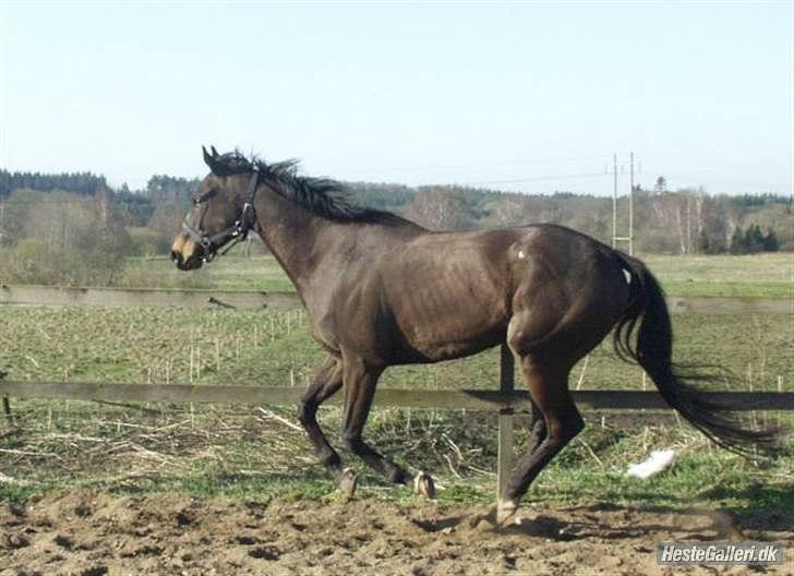 Fuldblod (XX) Addax billede 15