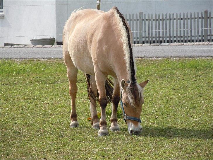 Anden særlig race Lady (Lise) - fotograf: Marie-Louise Jensen billede 7