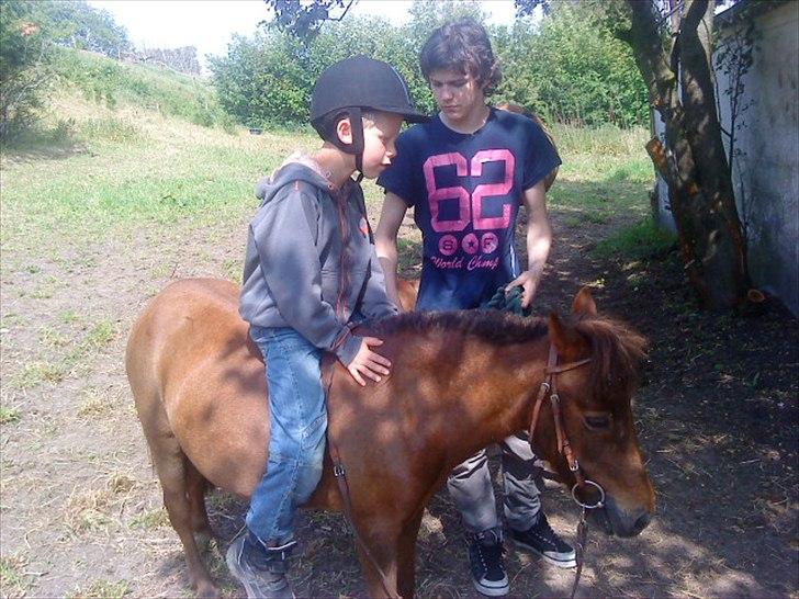 Shetlænder Molly billede 6