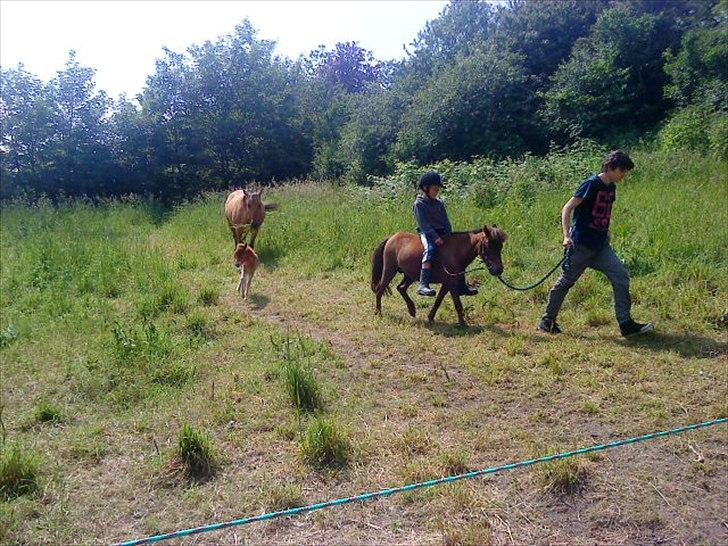 Shetlænder Molly billede 7