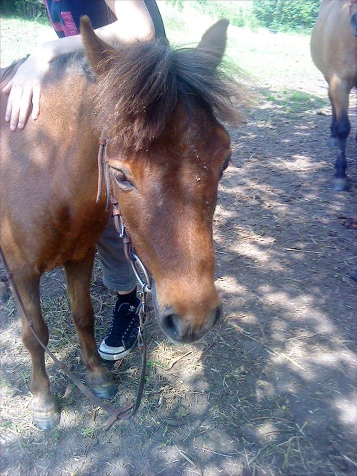 Shetlænder Molly billede 8