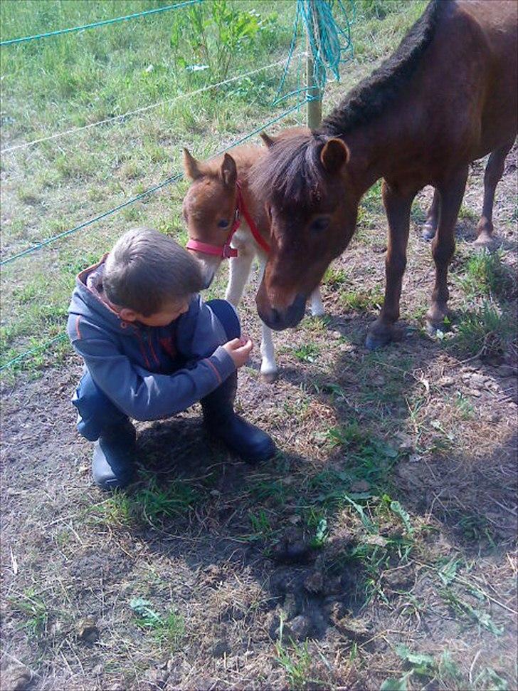 Shetlænder Molly billede 9