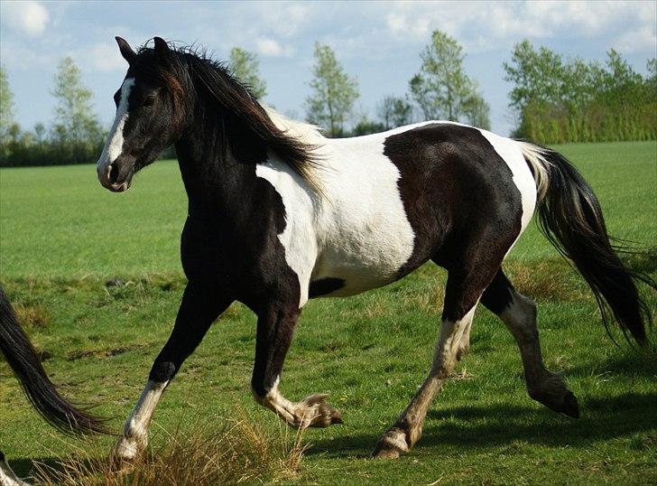 Barockpinto Jimbalaya af Bjørholm - Maj 11 Fri trav (Fotograf: Helena Jørgensen) billede 12