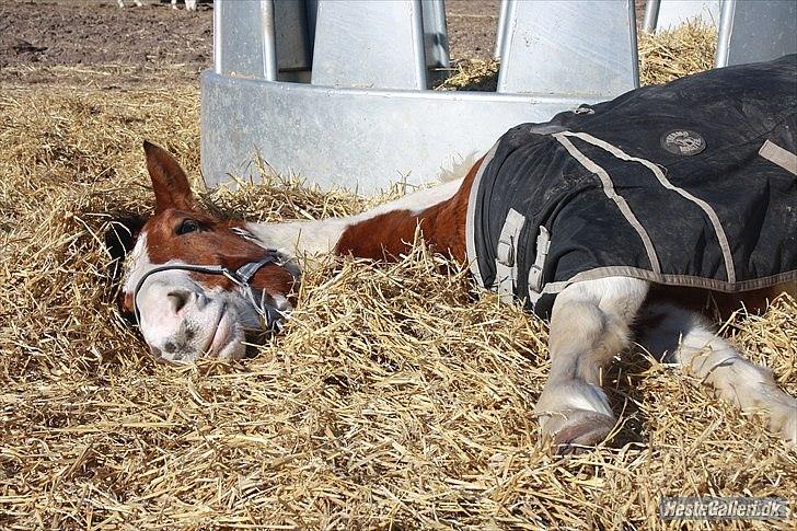 Anden særlig race Camino *CMNS* -  Jeg er så heldig at se dette skønne væsen hver dag!  billede 12