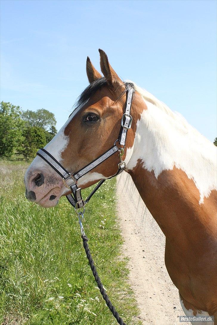 Anden særlig race Camino *CMNS* - Han er blevet en meget gladere hest, han elsker at få sadel på og er blevet så tyk så det er normalt igen!
 billede 15