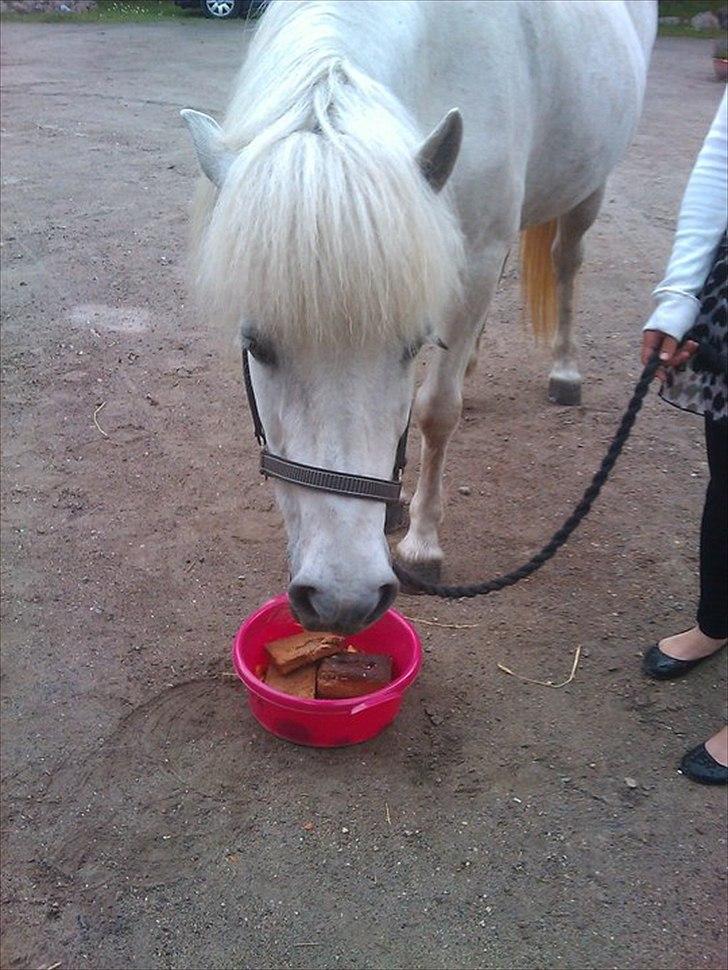 Islænder Elfa fra Katulabo billede 5