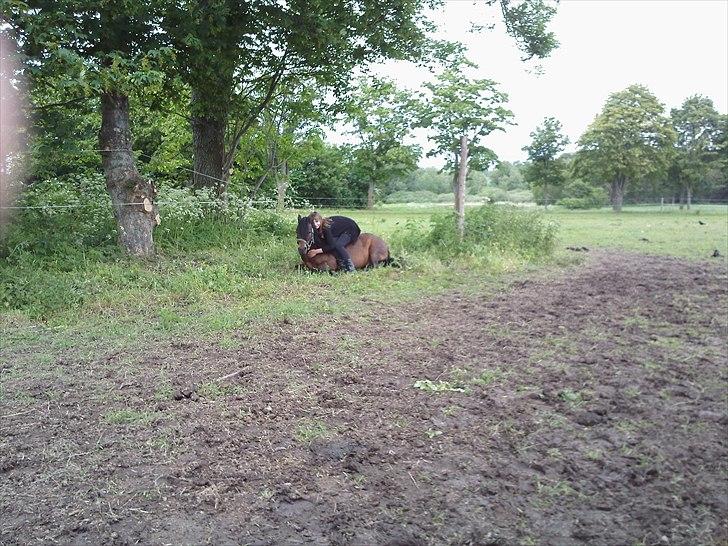 Dartmoor filur ronda(part) billede 1