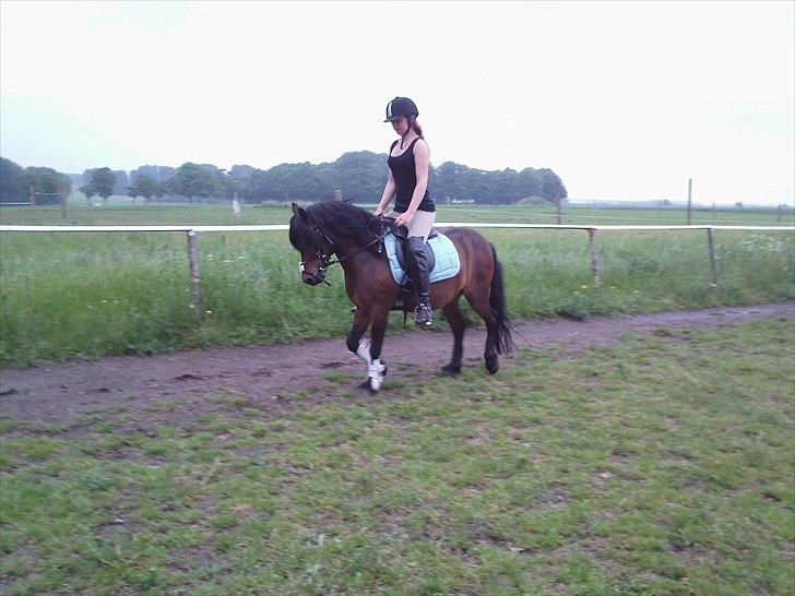 Dartmoor filur ronda(part) billede 2