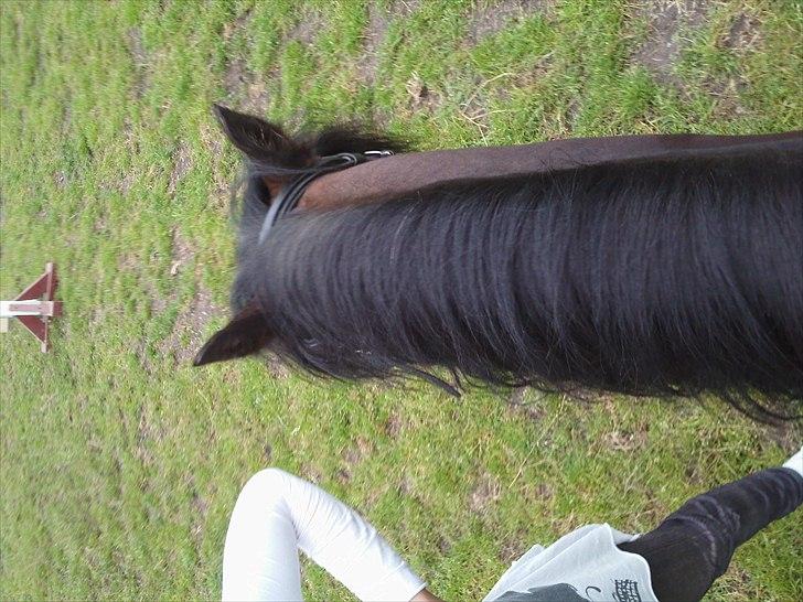 Dartmoor filur ronda(part) billede 4