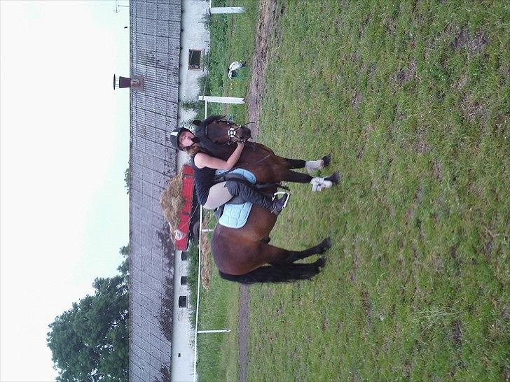 Dartmoor filur ronda(part) billede 6