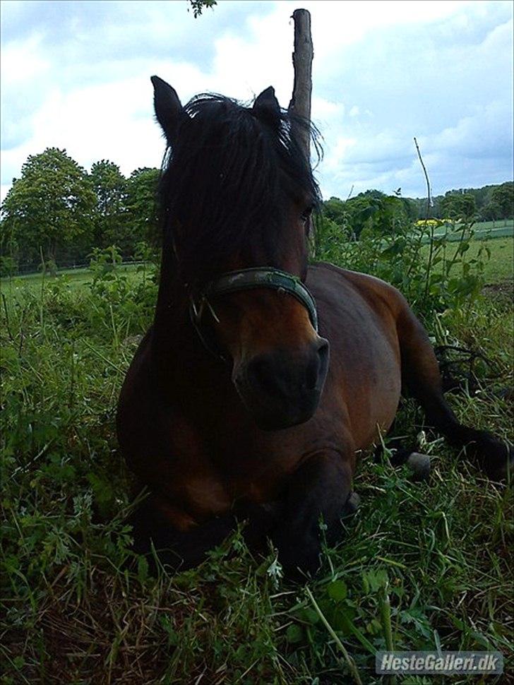 Dartmoor filur ronda(part) billede 9