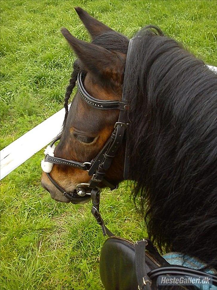 Dartmoor filur ronda(part) billede 10