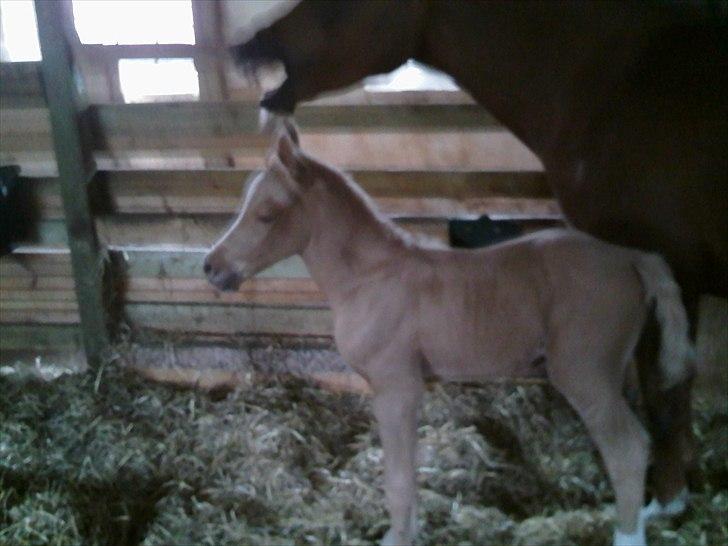 Palomino Enghavegård´s pimboli(part) billede 1