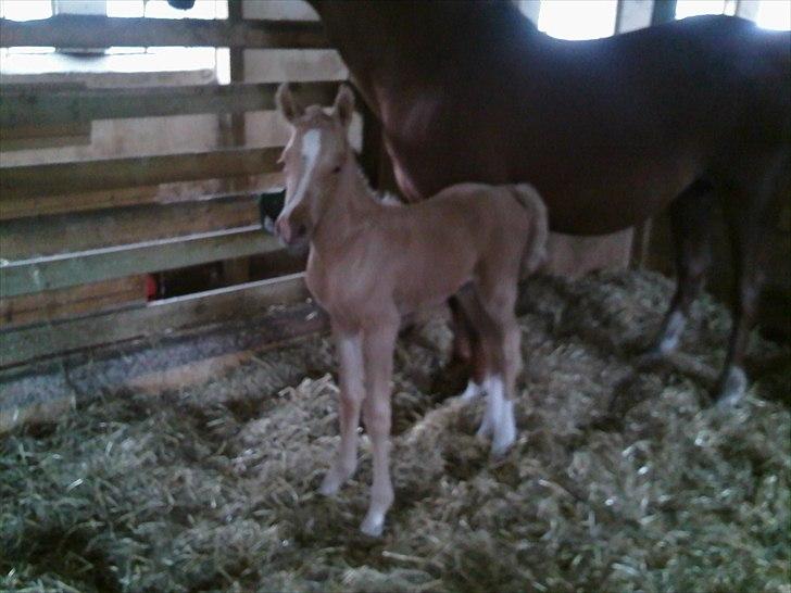 Palomino Enghavegård´s pimboli(part) billede 2