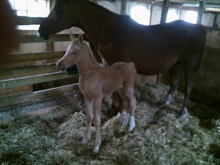 Palomino Enghavegård´s pimboli(part) billede 3