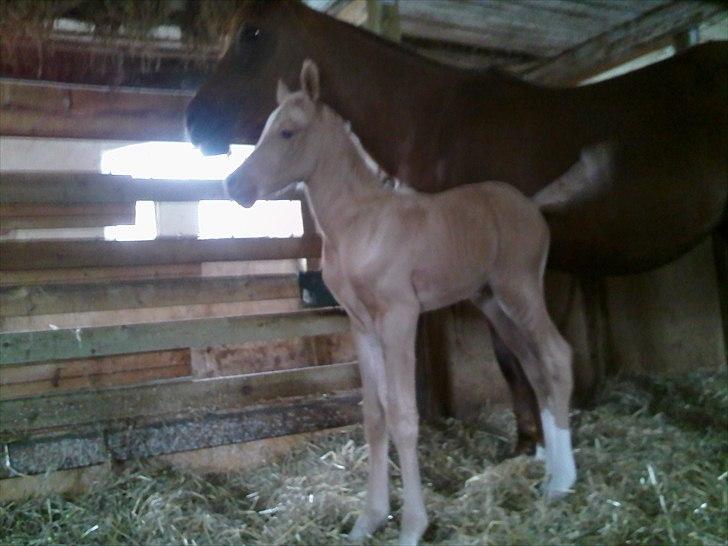 Palomino Enghavegård´s pimboli(part) billede 4