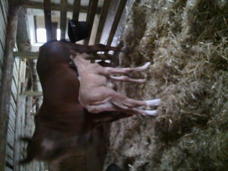 Palomino Enghavegård´s pimboli(part) billede 5