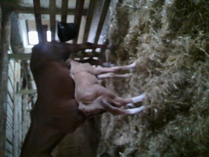 Palomino Enghavegård´s pimboli(part) billede 6