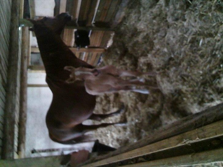 Palomino Enghavegård´s pimboli(part) billede 7