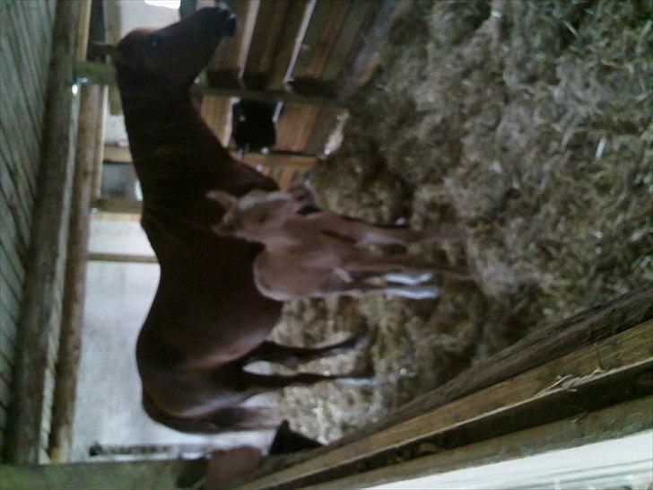 Palomino Enghavegård´s pimboli(part) billede 8