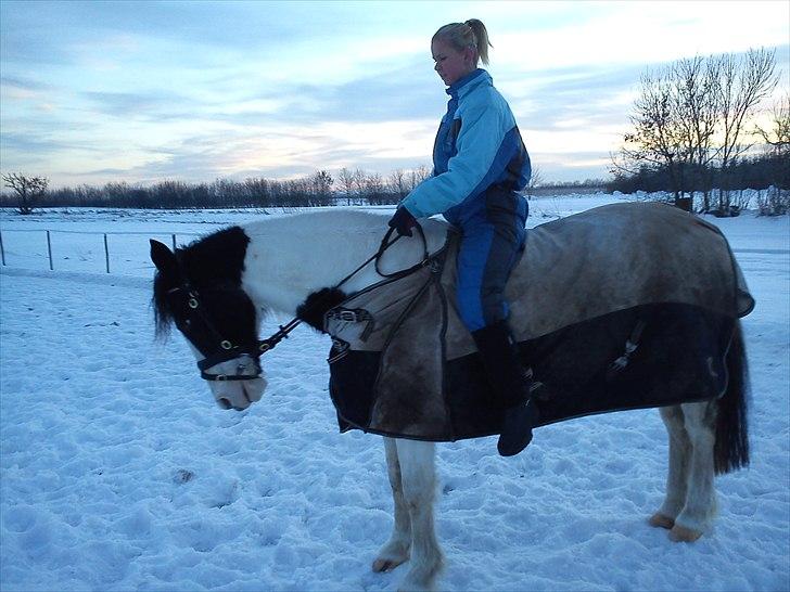 Anden særlig race gipsy (solgt) billede 11