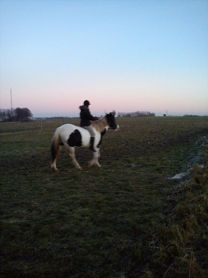 Anden særlig race gipsy (solgt) billede 12