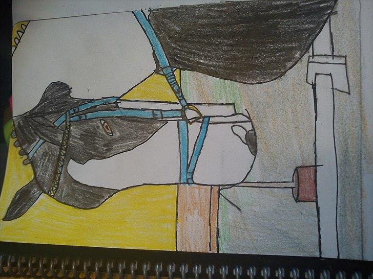 Anden særlig race gipsy (solgt) billede 13