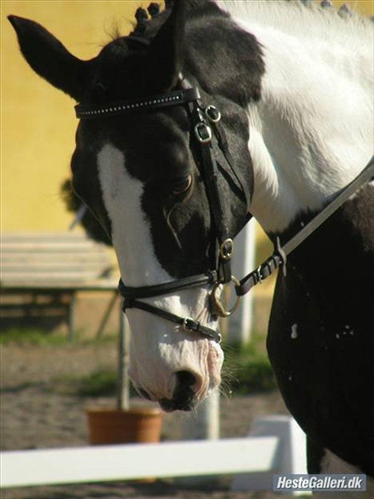 Anden særlig race gipsy (solgt) billede 14