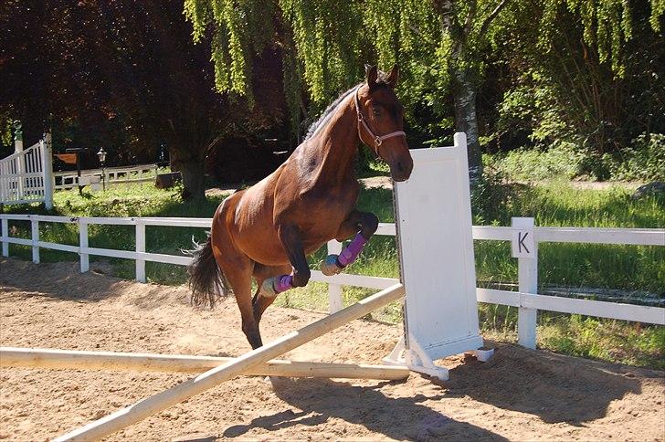 Dansk Varmblod Maxime  - Maximus <3. - Juni 2011 billede 17