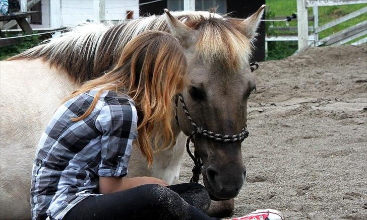 Konik Polski | Gneisti | Hvil i fred - Foto: Marina Bohn Hansen billede 6