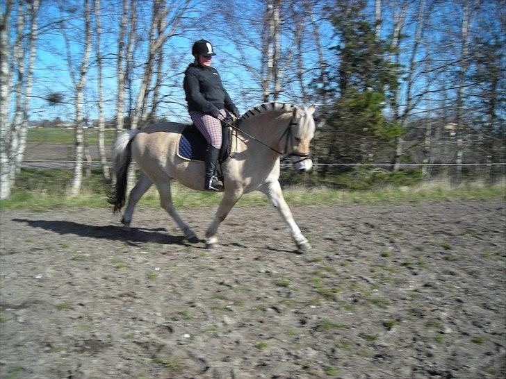 Fjordhest felix R.I.P billede 11