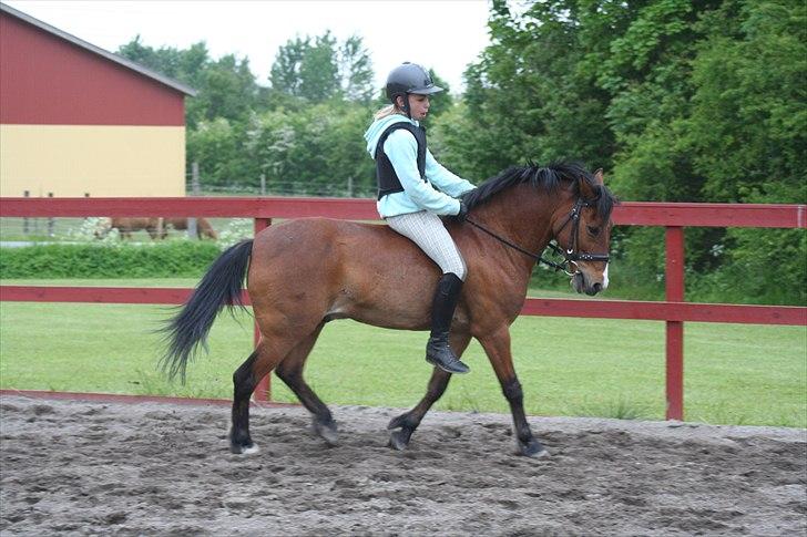 Hollandsk Sportspony Don Pedro  - uden sadel <3
Woow han kan altså oss dressur ;-D billede 7