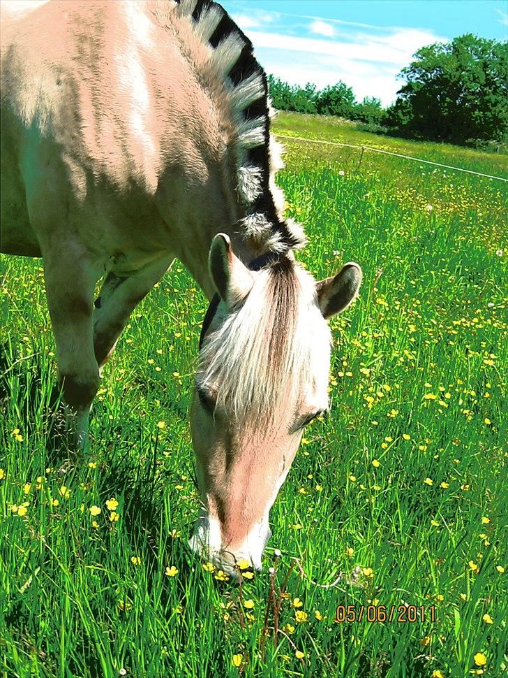 Fjordhest felix R.I.P billede 15