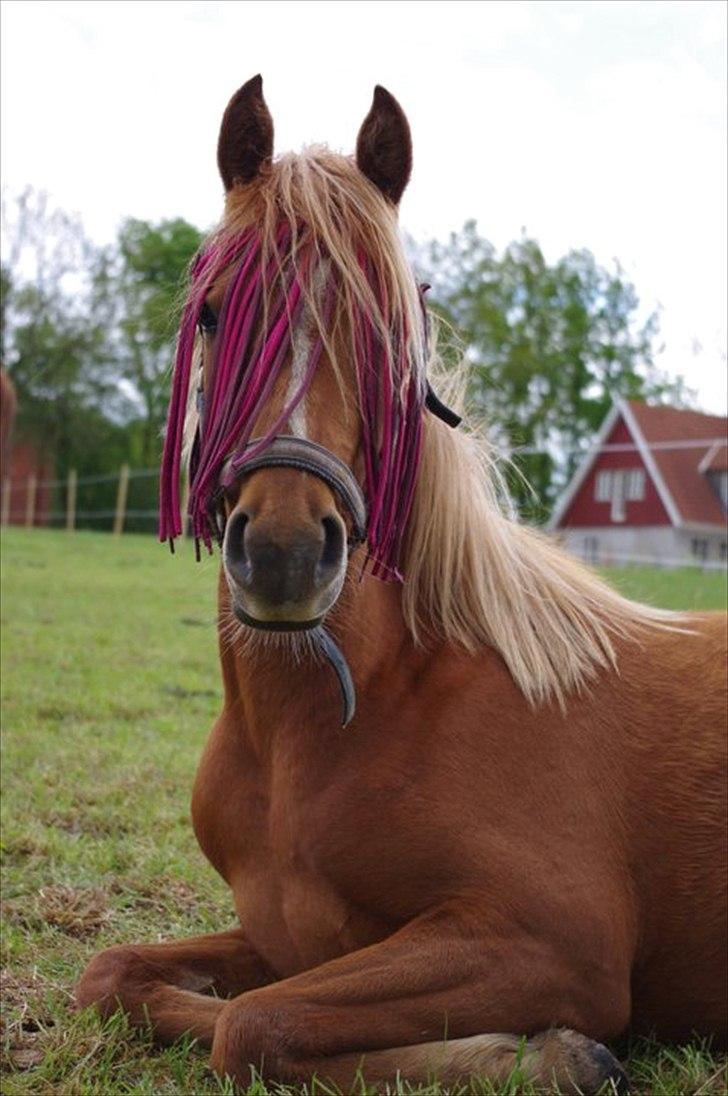 Welsh Partbred (Sec F) Sweet About Me  billede 1