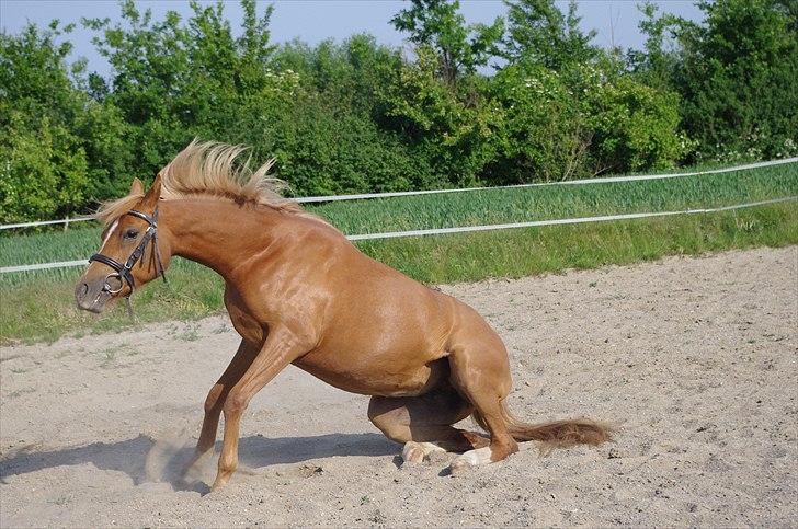 Welsh Partbred (Sec F) Sweet About Me  billede 2