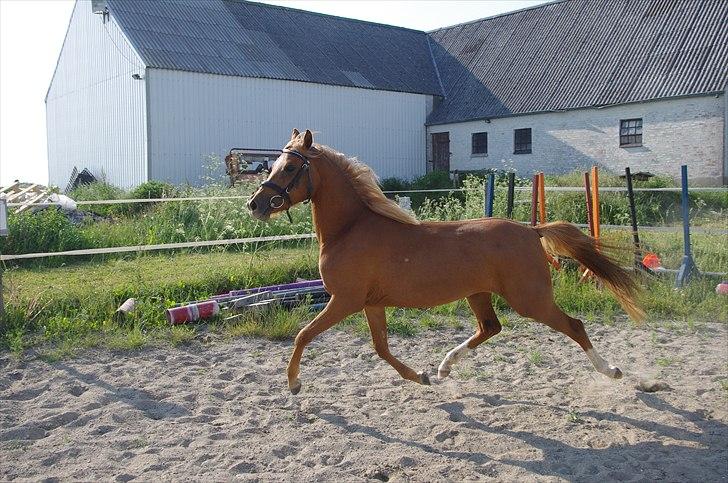 Welsh Partbred (Sec F) Sweet About Me  billede 3