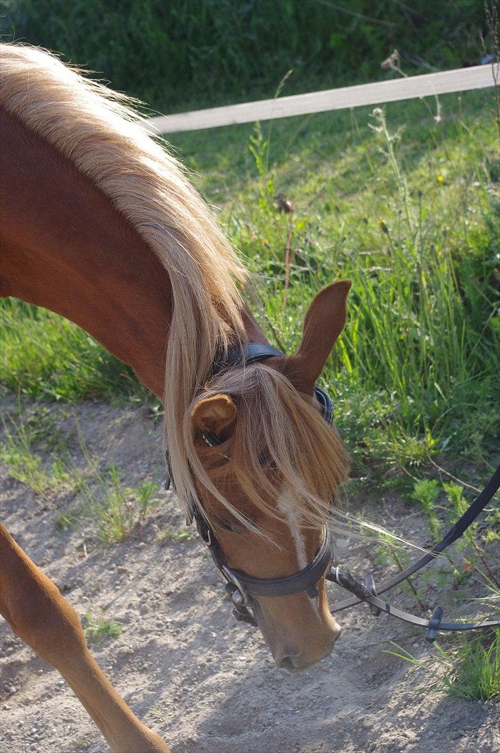 Welsh Partbred (Sec F) Sweet About Me  billede 4