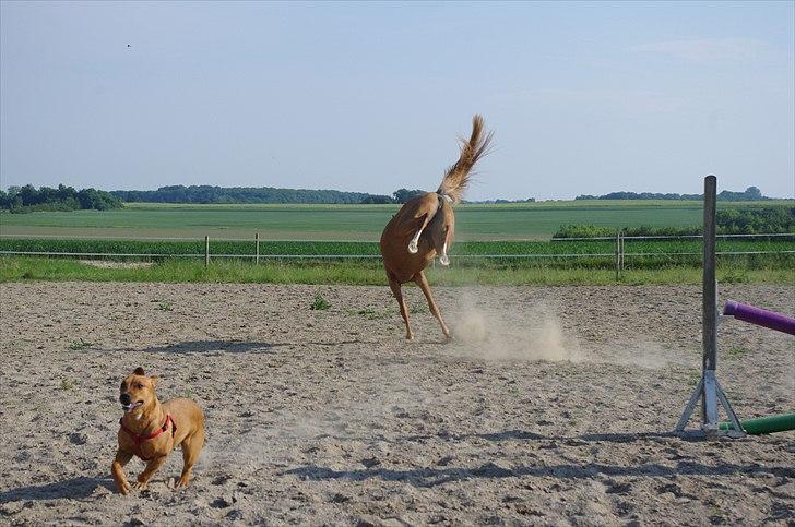 Welsh Partbred (Sec F) Sweet About Me  billede 5