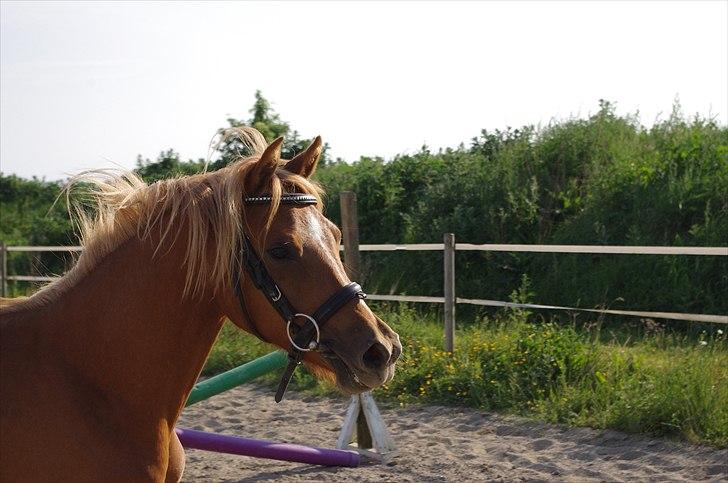 Welsh Partbred (Sec F) Sweet About Me  billede 6