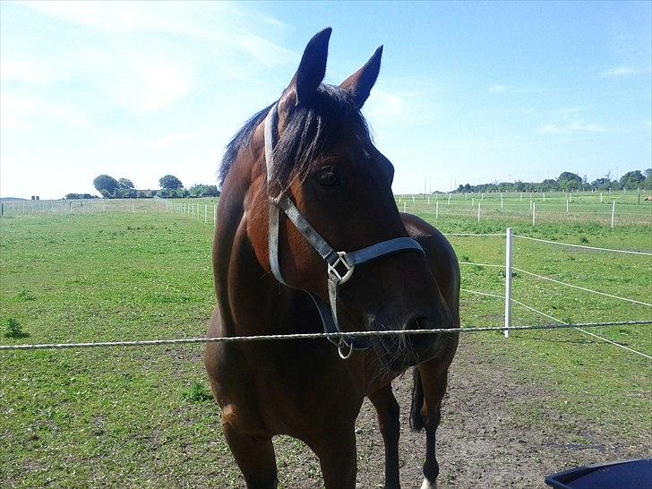 Anden særlig race Skovbjerggård´s Cavan billede 1