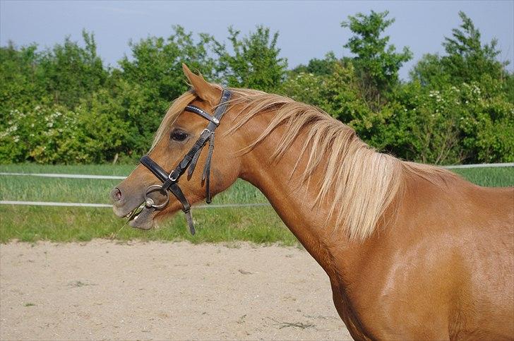 Welsh Partbred (Sec F) Sweet About Me  billede 7