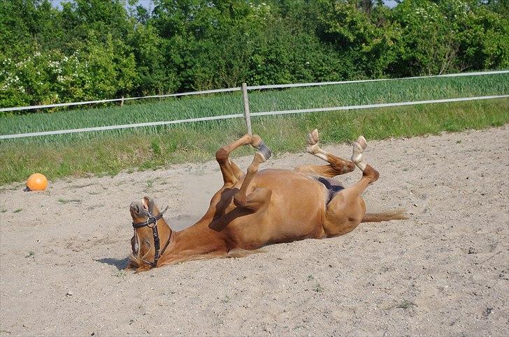 Welsh Partbred (Sec F) Sweet About Me  billede 8